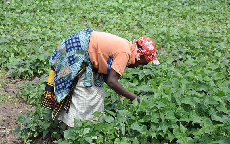 Sustainable farming in Kenya