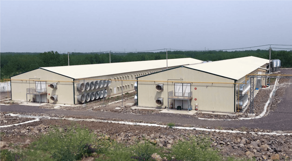 chicks-facility-1024x567 Chicken facility in Kenya