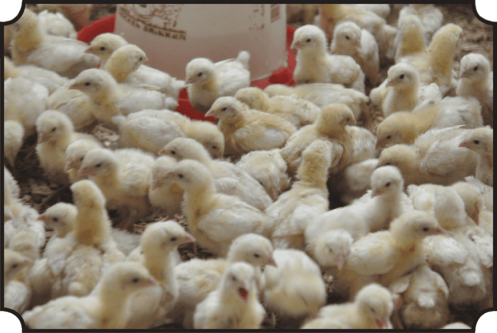 chickens for poultry farm