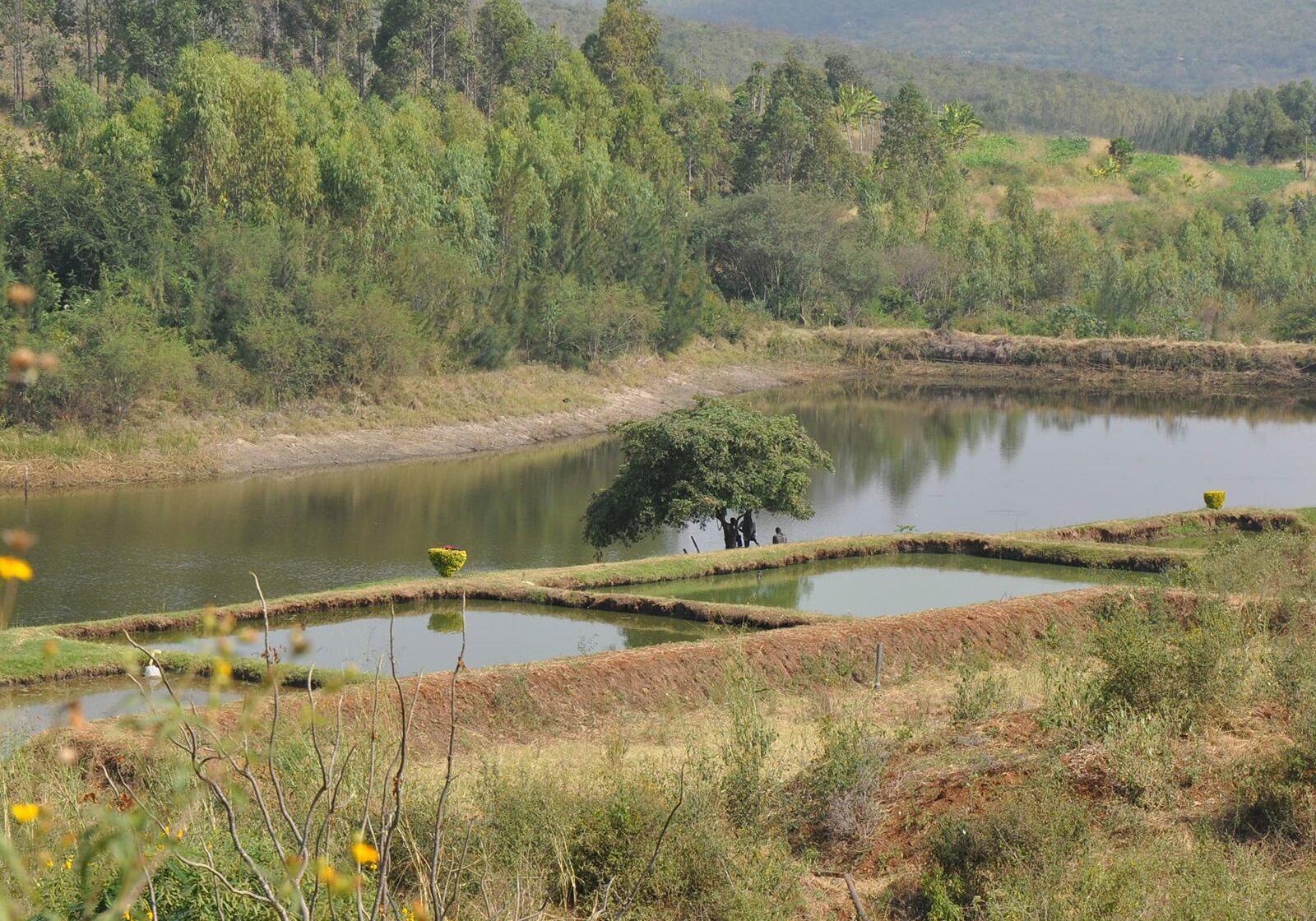 Fish Farm set up by MCF